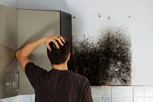 Best Black Mold Removal  in Plainview, NY